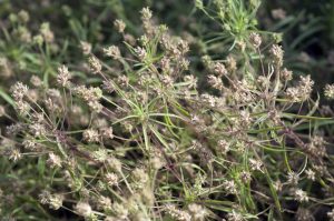 Flohsamen als Heilpflanze | Inhaltsstoffe und deren Wirkung Heilpflanze Flohsamen