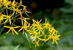 Heilpflanze Fuchskreuzkraut