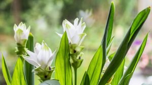 Gelbwurz als Heilpflanze | Inhaltsstoffe und deren Wirkung Heilpflanze Kurkuma Gelbwurz