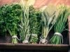 Gewürze und Kräuter als Heilmitteel - 10 wirksame Pflanzen