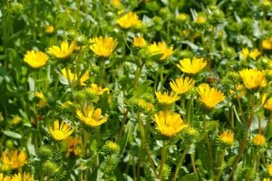 Heilpflanze Grindelia