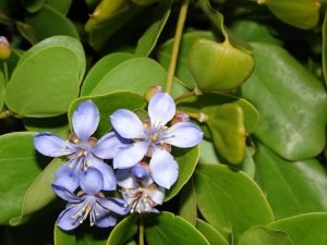 Guajakholzbaum als Heilpflanze | Inhaltsstoffe und deren Wirkung Guajakholzbaum Heilpflanze