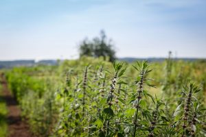 Herzgespann als Heilpflanze | Inhaltsstoffe und deren Wirkung Heilpflanze Herzgespann