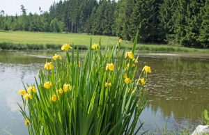 Heilpflanze Iris Schwertlilie