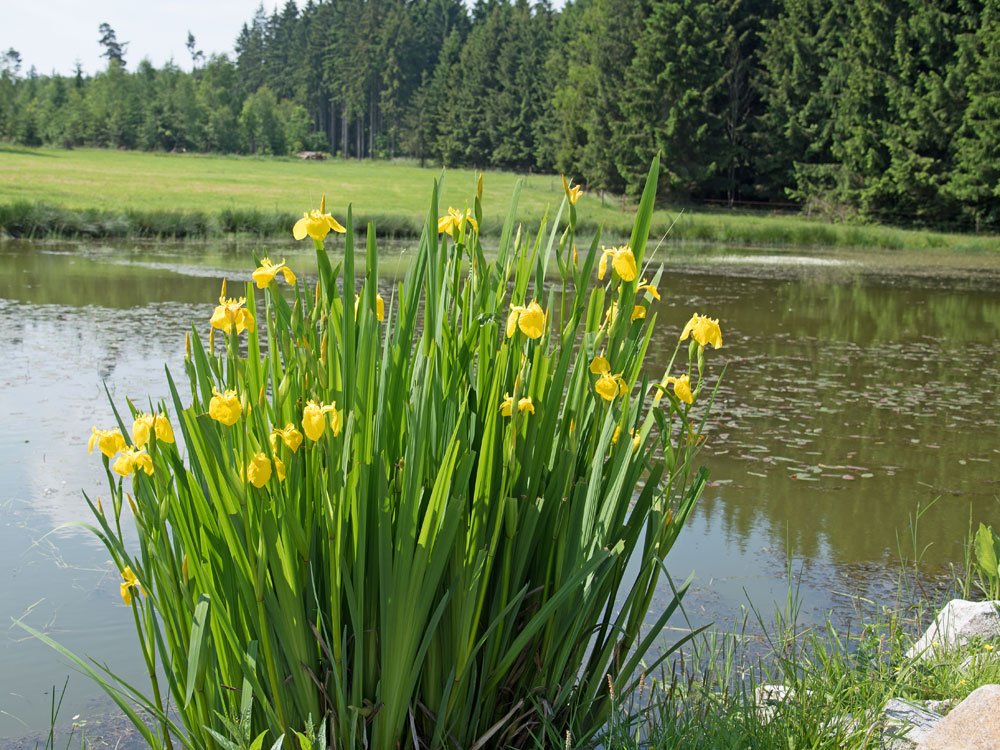 Heilpflanze Iris Schwertlilie