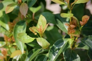 Kampferbaum als Heilpflanze | Inhaltsstoffe und deren Wirkung Heilpflanze Kamperbaum