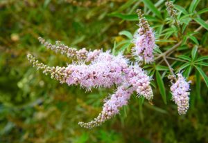 Keuschlamm als Heilpflanze | Inhaltsstoffe und deren Wirkung Heilpflanze Keuschlamm