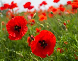 Klatschmohn als Heilpflanze | Inhaltsstoffe und deren Wirkung Heilpflanze Klatschmohn