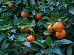 Heilpflanze Orangenbaum