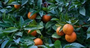 Heilpflanze Orangenbaum