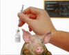 Schweinegrippe – Symptome, Schutzmaßnahmen, Impfung