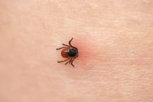 Richtiges Verhalten bei einem Zeckenbiss